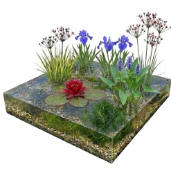 Vdvelde - Vijverpakket Rood 100-400l - Rode Waterlelie & Zuurstofplanten Compleetset Bio