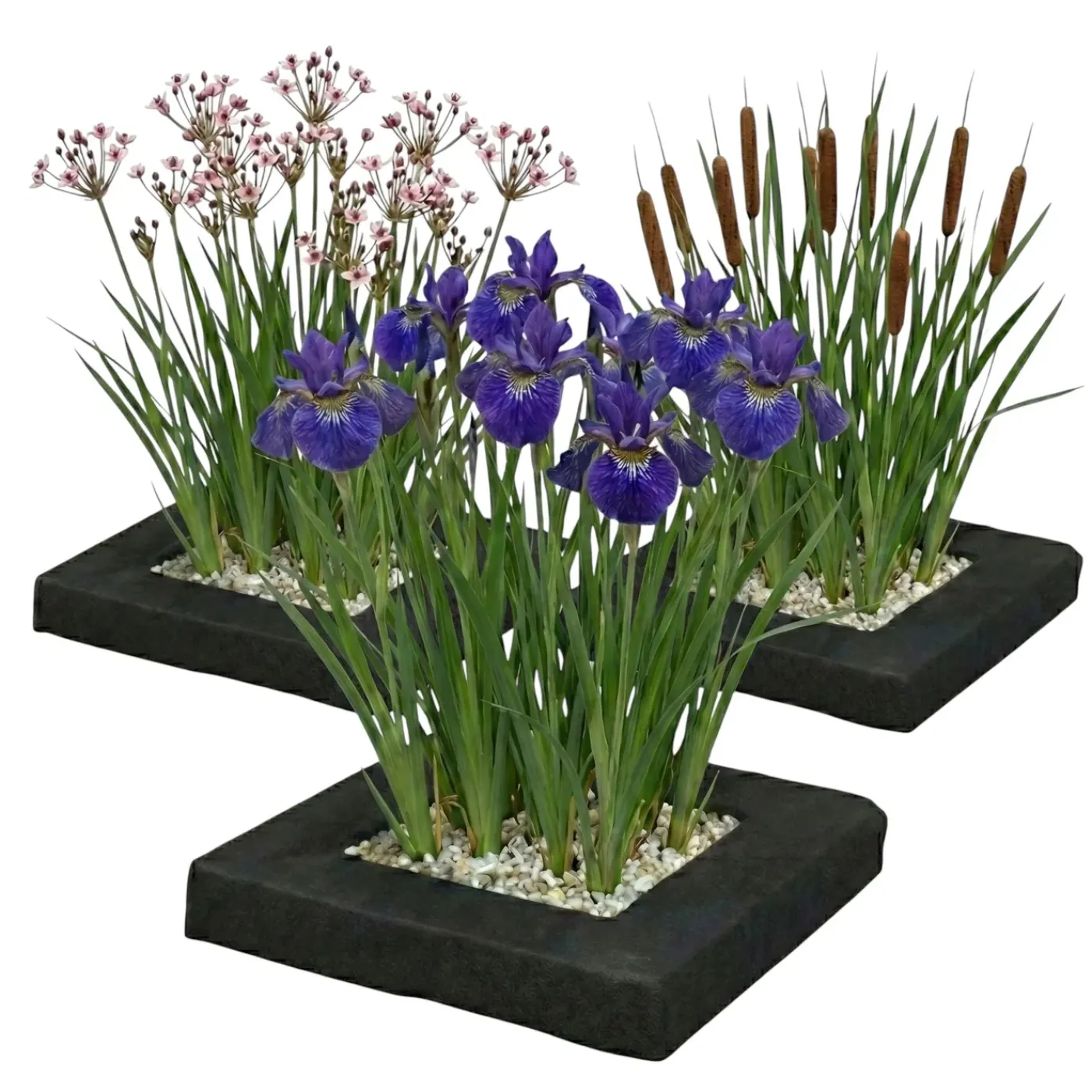 vdvelde - Vijver Planteneiland Set 3-delig - 12 Waterplanten - Waterzuiverend
