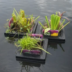 vdvelde - Vijverplanten Verrassingsset - 12 Waterplanten Incl. Planteneiland