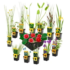vdvelde - Vijverplanten Verrassingsset - 12 Waterplanten Incl. Rode Dwergwaterlelie