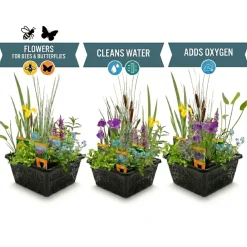 vdvelde - Vijverplanten Verrassingsset - 12 Waterplanten Incl. Rode Dwergwaterlelie