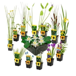 vdvelde - Vijverplanten Verrassingsset - 12 Waterplanten Incl. Witte Dwergwaterlelie