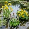 Vdvelde - Watermunt Mentha Aquatica Vijverplant - 4 Planten Compleetset Met Mand & Klei