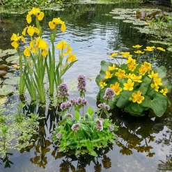 Vdvelde - Watermunt Mentha Aquatica Vijverplant - 4 Planten Compleetset Met Mand & Klei