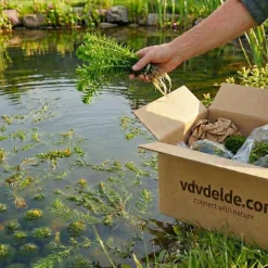 Vdvelde - Waterpest 5 Stuks - Zuurstofplant Vijver Winterhard - Anti Algen
