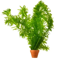 Vdvelde - Waterpest 5 Stuks - Zuurstofplant Vijver Winterhard - Anti Algen