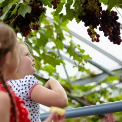 Vitis Vinifera Boskoop Glory - Druivenplant - Fruitplanten - Hoogte 50-70 Cm - Pot 15 Cm