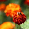 Vlinderbloemen En Bijenmengsel - Nectar - 40 Soorten - 500 G Voor 250 M2 - Organifer