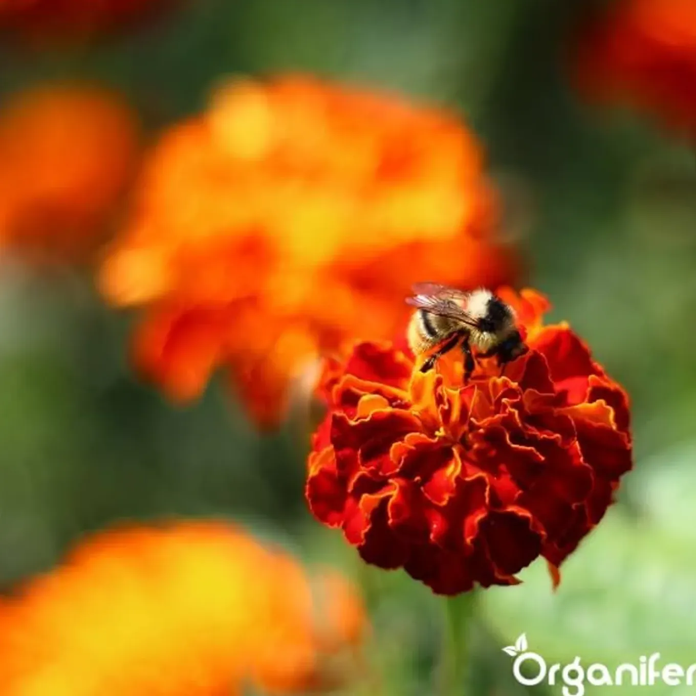Vlinderbloemen En Bijenmengsel - Nectar - 40 Soorten - 500 G Voor 250 M2 - Organifer