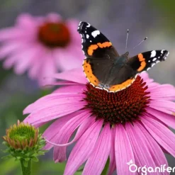 Vlinderbloemen En Bijenmengsel - Nectar - 40 Soorten - 500 G Voor 250 M2 - Organifer