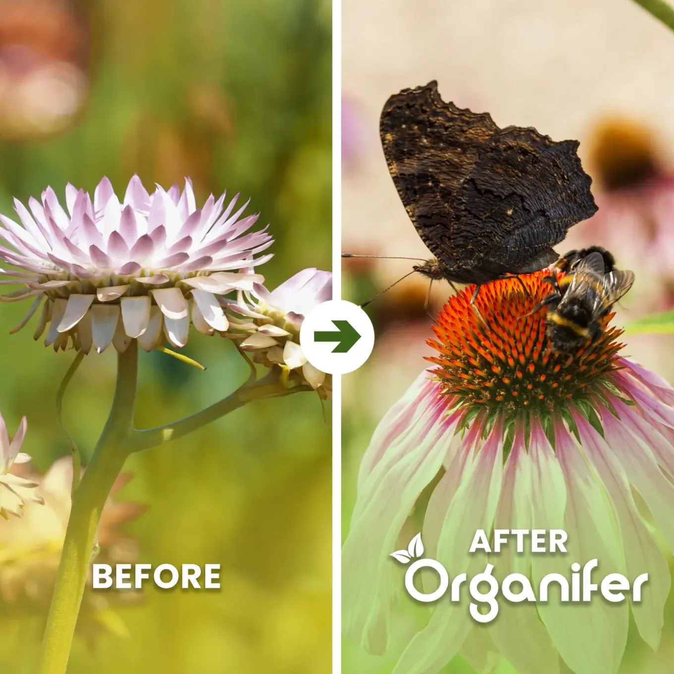 Vlinderbloemen En Bijenmengsel - Nectar - 40 Soorten - 500 G Voor 250 M2 - Organifer