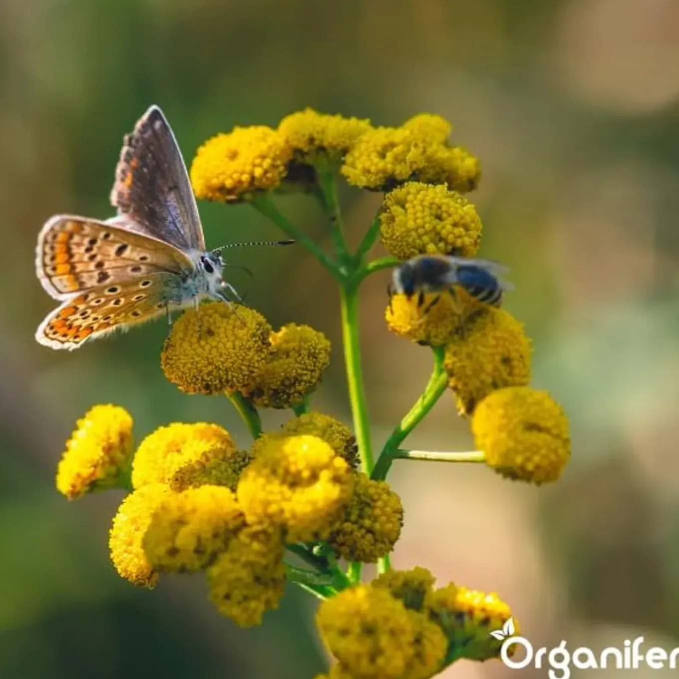 Vlinderbloemen En Bijenmengsel - Nectar - 40 Soorten - 500 G Voor 250 M2 - Organifer