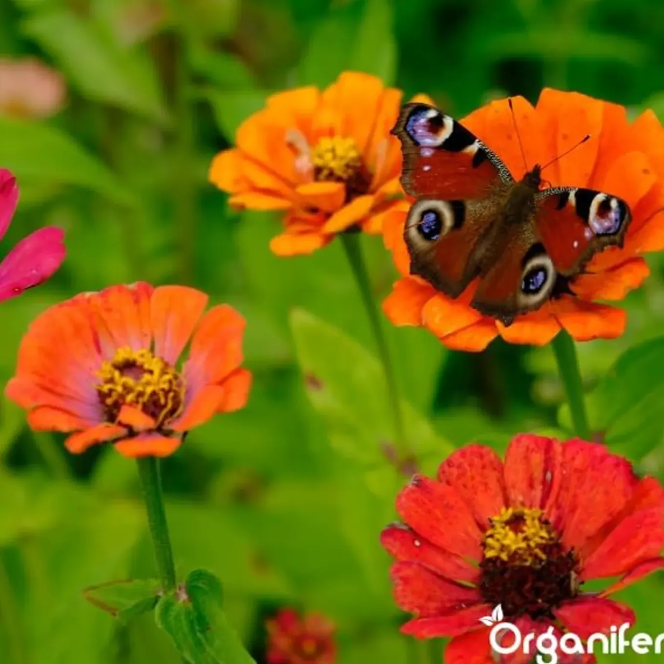Vlinderbloemen En Bijenmengsel - Nectar - 40 Soorten - 500 G Voor 250 M2 - Organifer