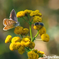 Vlinderbloemen En Bijenmengsel - Nectar - 40 Soorten - 1 Kg Voor 500 M2 - Organifer