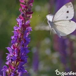 Vlinderbloemen En Bijenmengsel - Nectar - 40 Soorten - 1 Kg Voor 500 M2 - Organifer