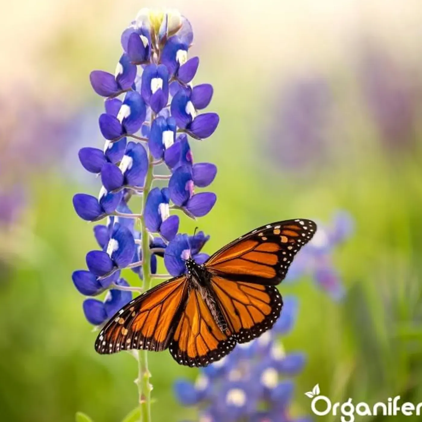 Organifer Vlinderbloemen En Bijenmengsel - Nectar - 40 Soorten - 100 G Voor 50 M2 -