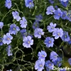 Organifer Wildbloemenmengsel - Biodiversity - 62 Soorten - 500 G Voor 250 M2 -