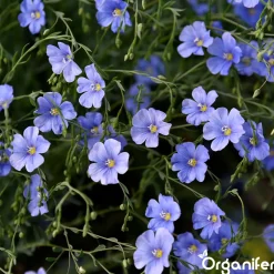 Organifer Wildbloemenmengsel - Biodiversity - 62 Soorten - 500 G Voor 250 M2 -