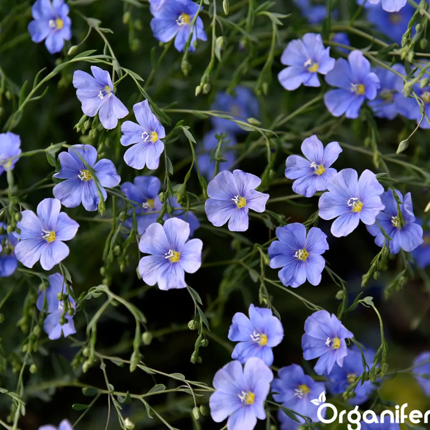 Organifer Wildbloemenmengsel - Biodiversity - 62 Soorten - 500 G Voor 250 M2 -