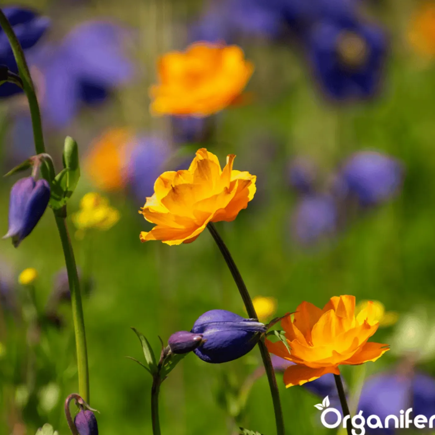 Organifer Wildbloemenmengsel - Biodiversity - 62 Soorten - 500 G Voor 250 M2 -