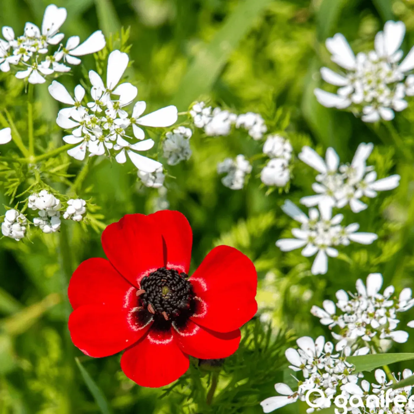 Organifer Wildbloemenmengsel - Biodiversity - 62 Soorten - 500 G Voor 250 M2 -