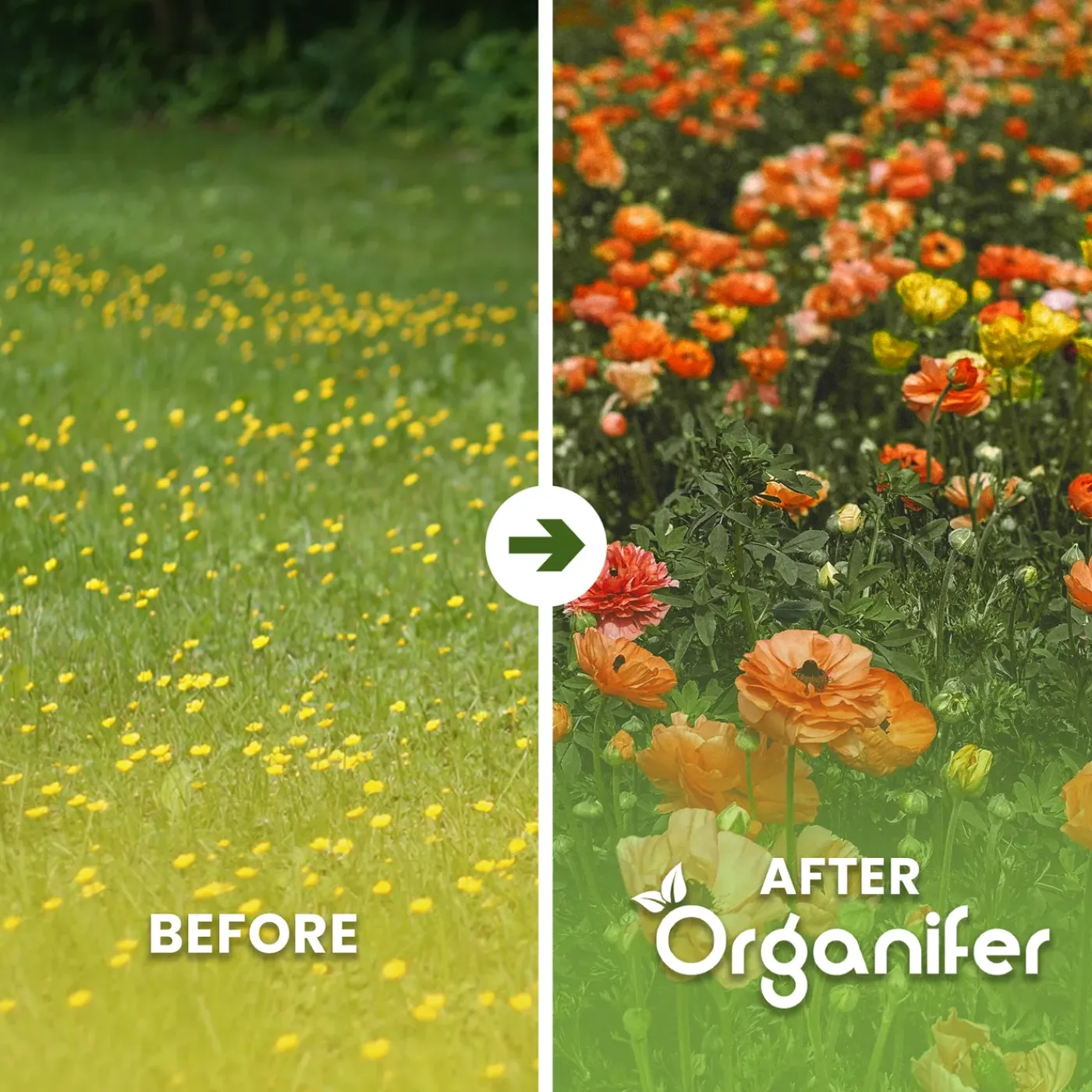 Organifer Wildbloemenmengsel - Biodiversity - 62 Soorten - 500 G Voor 250 M2 -