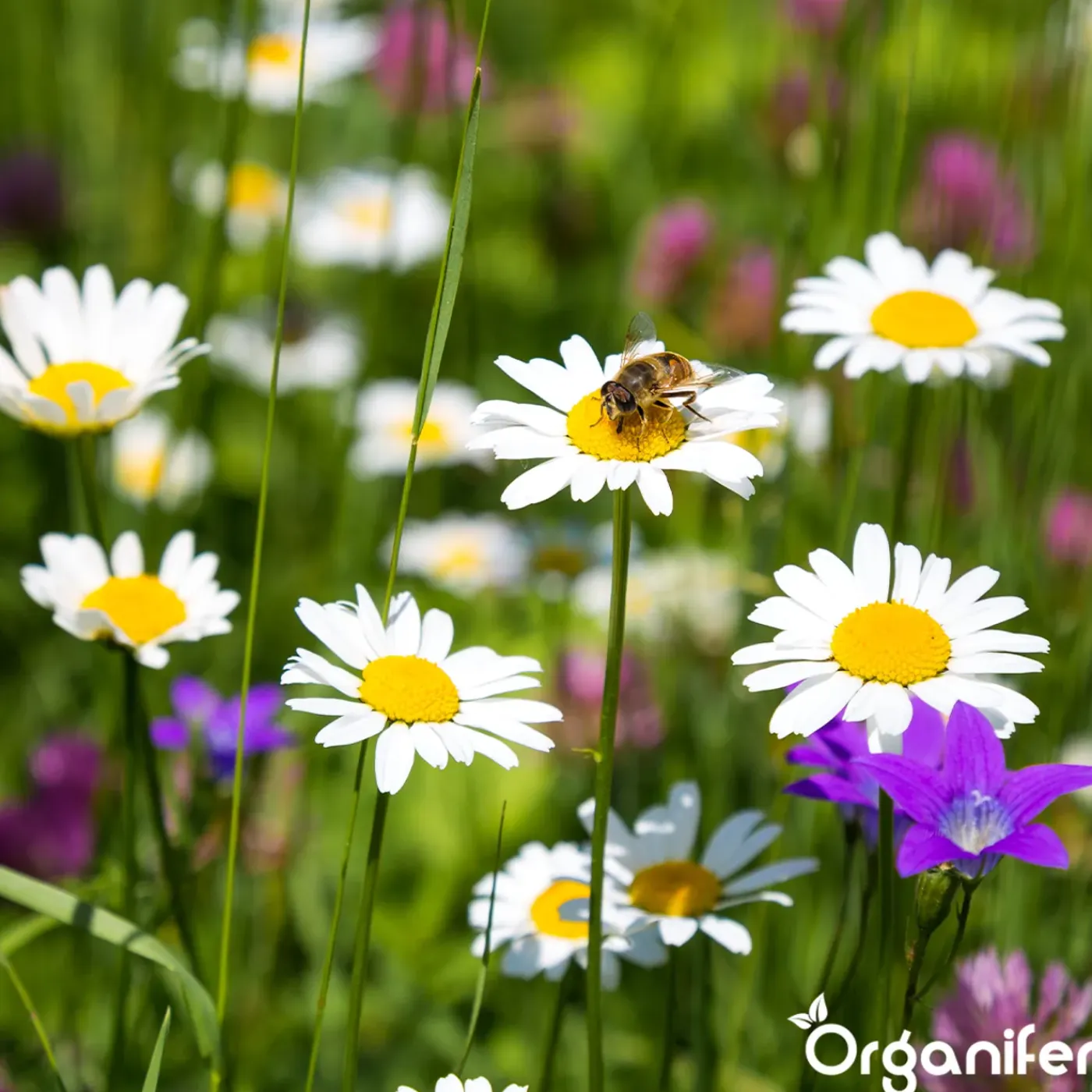 Organifer Wildbloemenmengsel - Biodiversity - 62 Soorten - 500 G Voor 250 M2 -