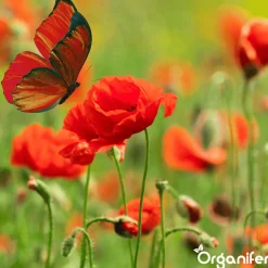 Organifer Wildbloemenmengsel - Biodiversity - 62 Soorten - 100 G Voor 50 M2 -