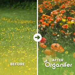 Organifer Wildbloemenmengsel - Biodiversity - 62 Soorten - 100 G Voor 50 M2 -