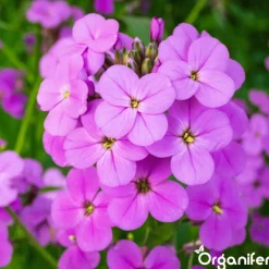 Organifer Wildbloemenmengsel - Biodiversity - 62 Soorten - 100 G Voor 50 M2 -