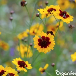 Organifer Wildbloemenmengsel - Biodiversity - 62 Soorten - 100 G Voor 50 M2 -