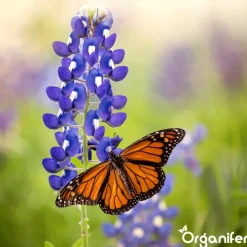 Wildbloemenmengsel - Biodiversity - 62 Soorten - 1 Kg Voor 500 M2 - Organifer