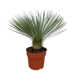 Yucca Rostrata - Winterhard - Tuinplant - ↕70-90 cm - Ø30cm